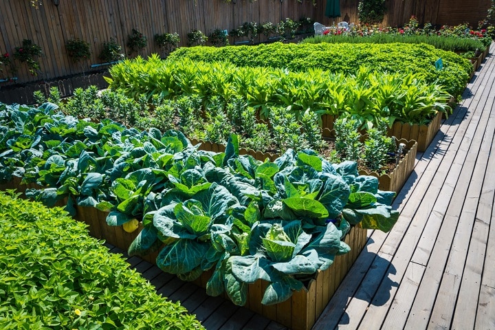 small vegetable garden design
