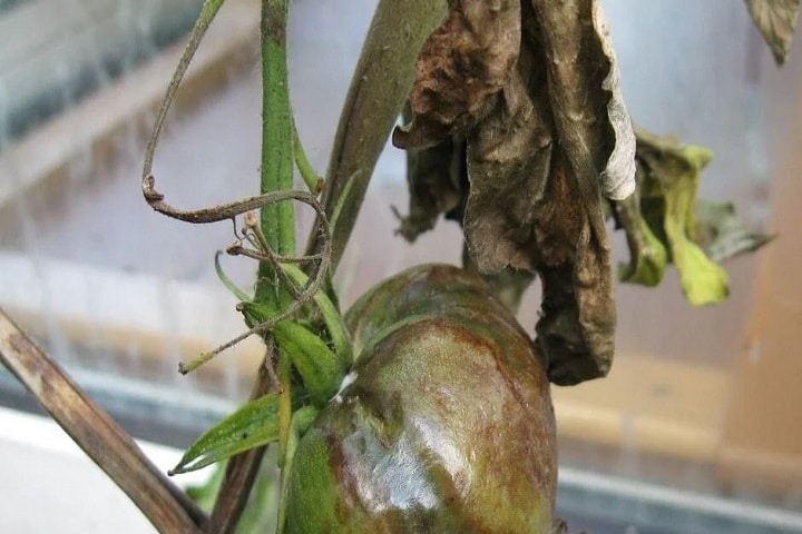 tomato plant diseases uk blight