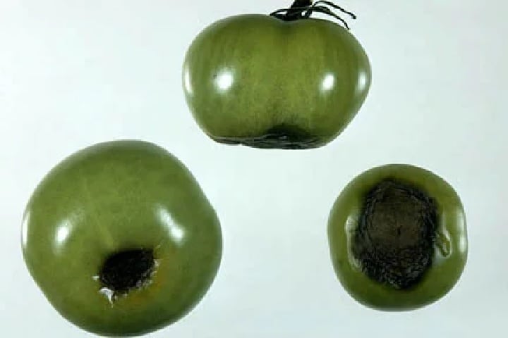 tomato plant diseases uk blossom end rot