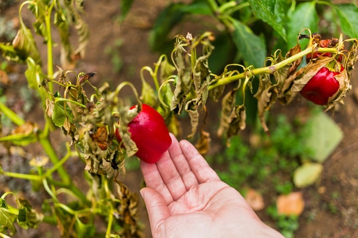 tomato plant diseases uk symptoms