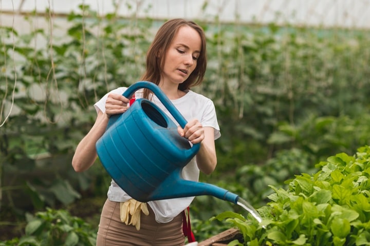 garden-vegetable-patch-watering