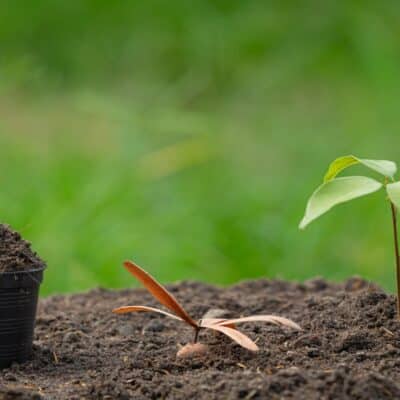 when to repot seedlings featured image