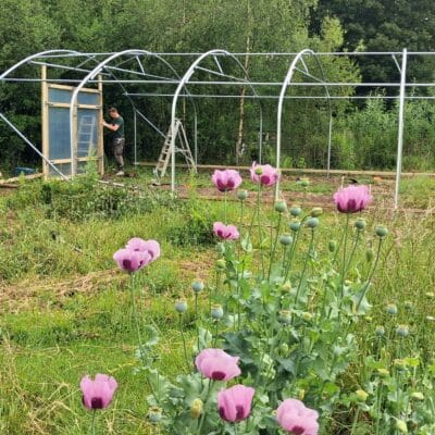 Polytunnel installation - Greenlight Trust Lawshall (8)