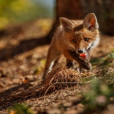 how to deter foxes featured image