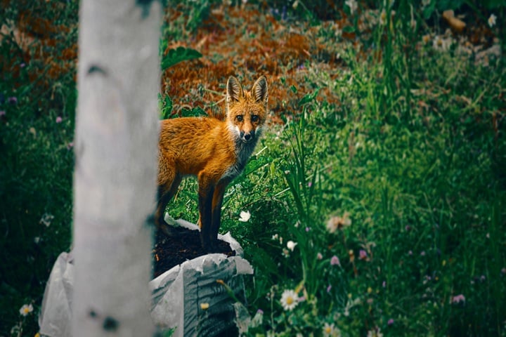 how to deter foxes in the garden