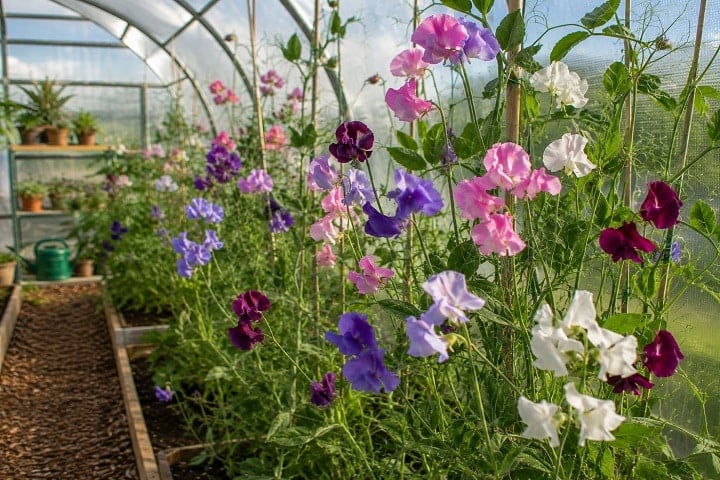 flower seeds to sow in september sweet peas