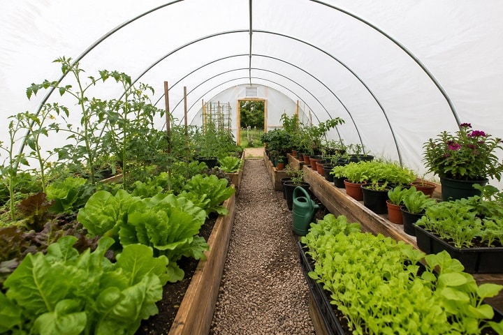green or white polytunnel choice