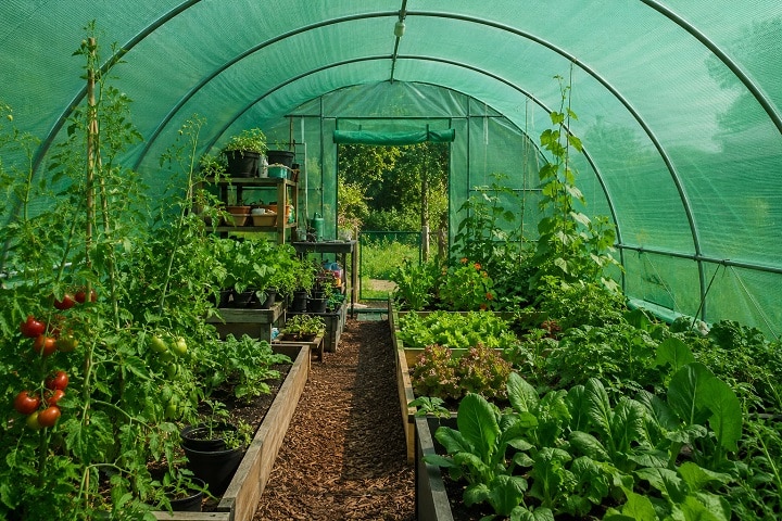 green or white polytunnel inside