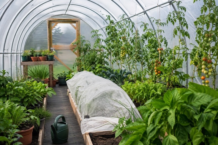 how to cover plants to protect from frost polytunnel
