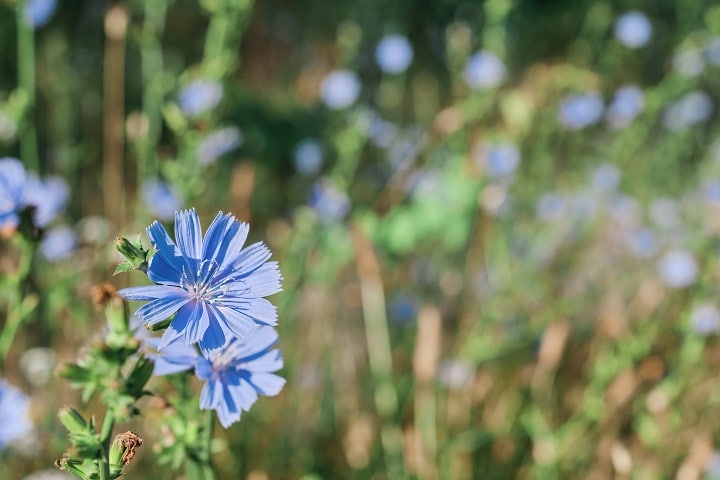 how to grow winter salads in a polytunnel chicory