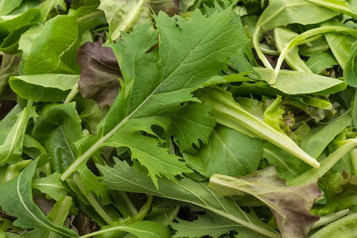 how-to-grow-winter-salads-in-a-polytunnel