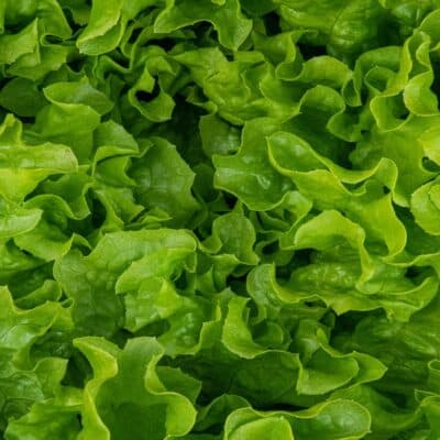 varieties of lettuce featured image