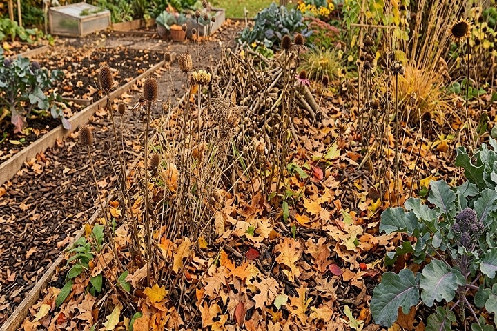 clear your garden in autumn fallen leaves