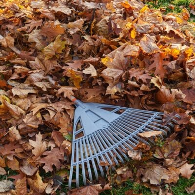 clear your garden in autumn featured image