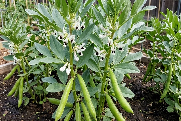 what are fava beans uk plant