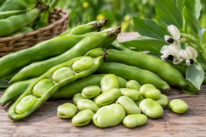 what are fava beans uk