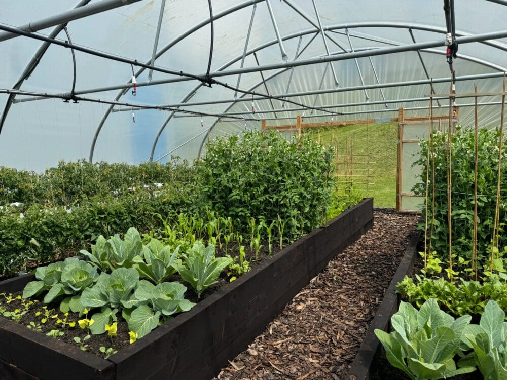 First Tunnels polytunnel photograph 2 of 5